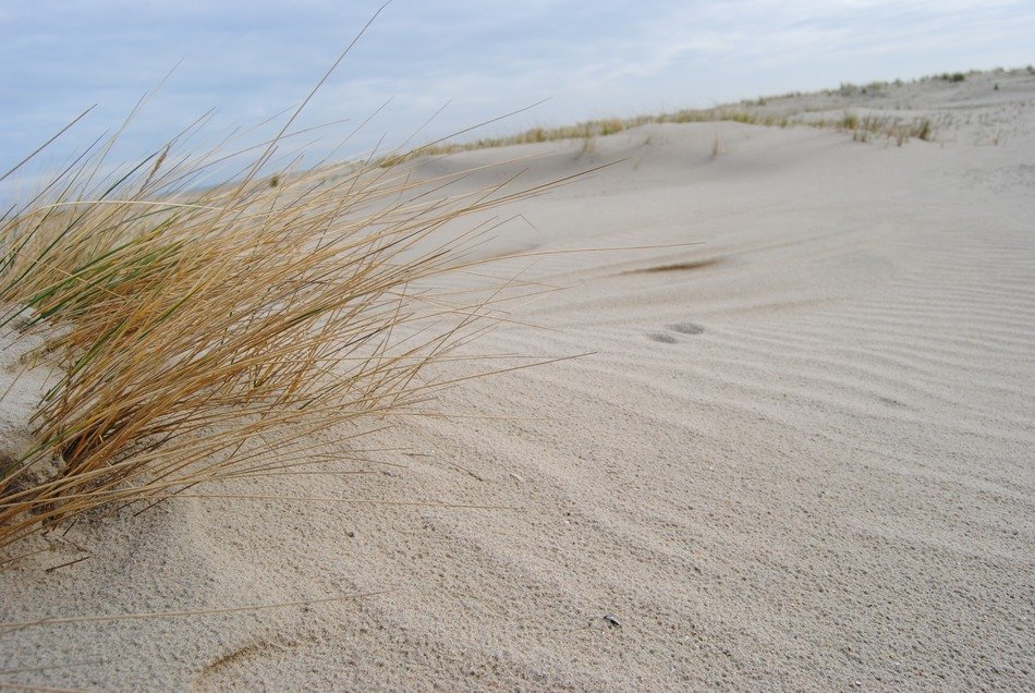 grass among the dunes at Spiekeroog, Germany