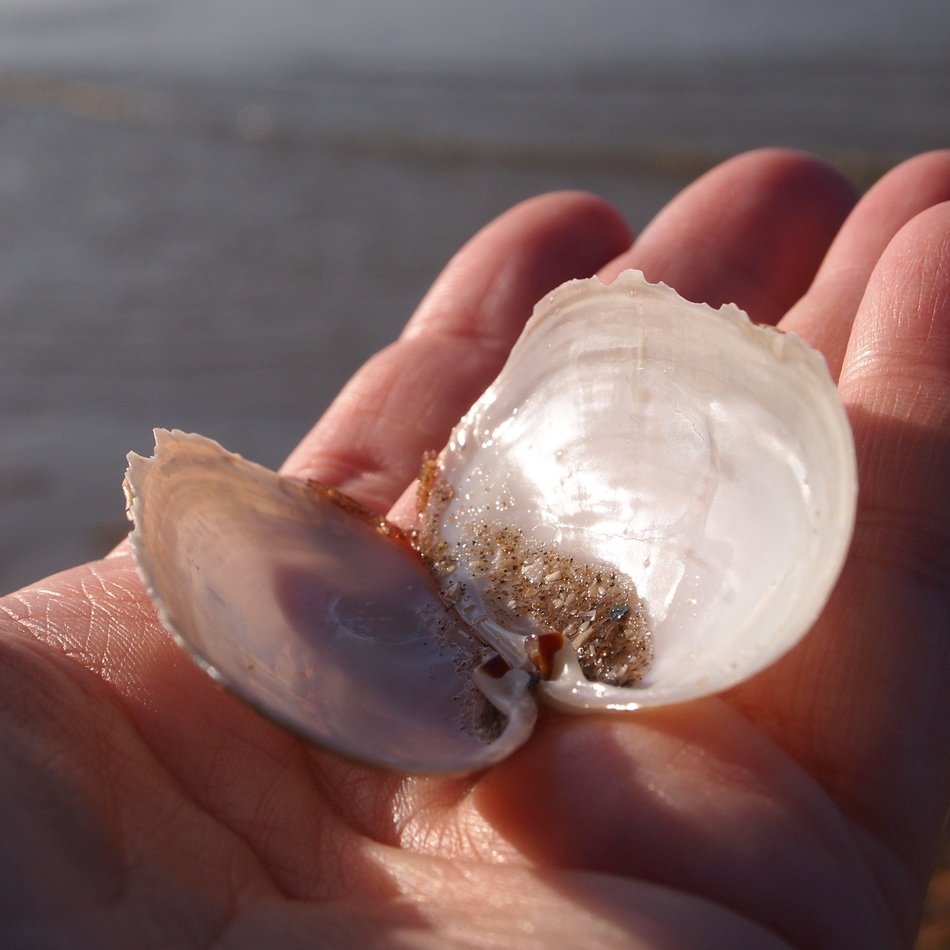 open shell on a man's hand