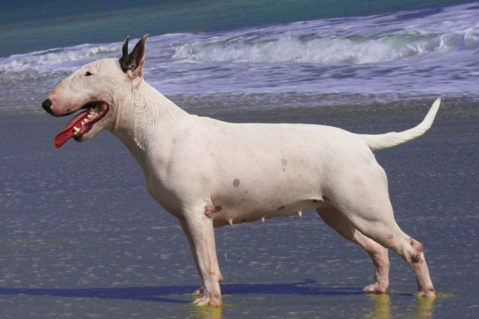 bullterrier dog bitch