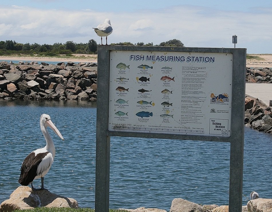 Pelican near the banner on the ocean sho