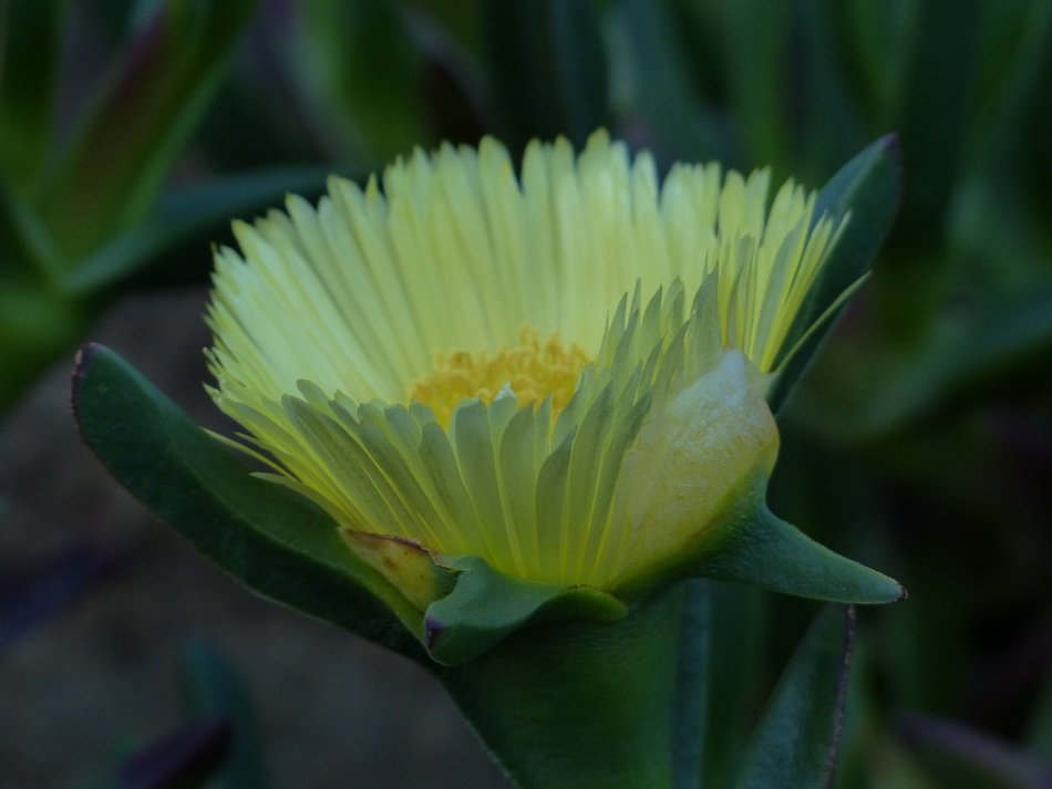 yellow flower of Compositae plant