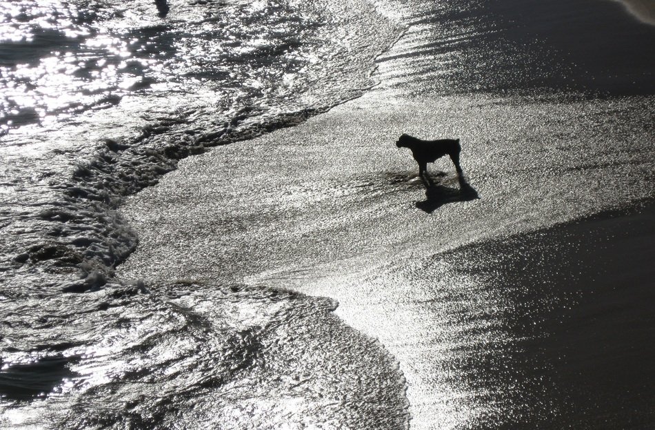 dog on the beach at dusk