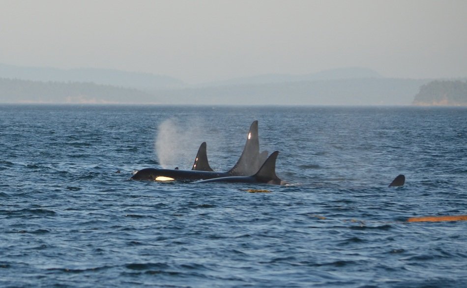whales in the ocean