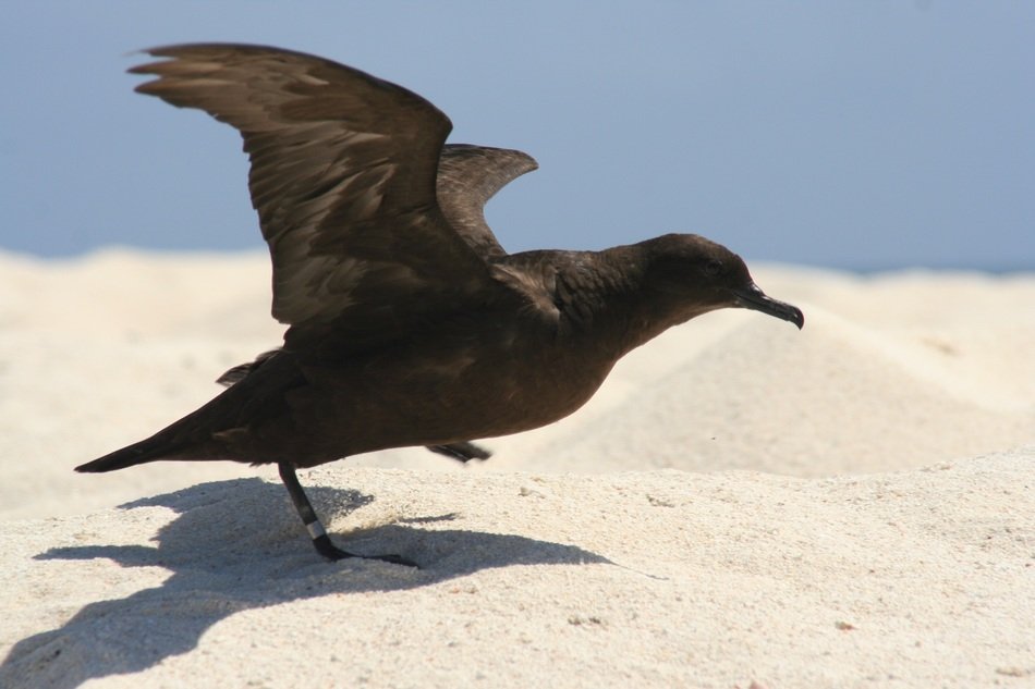christmas shearwater on the sand close up