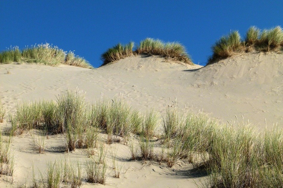 dunes with grass in national park in Oregon