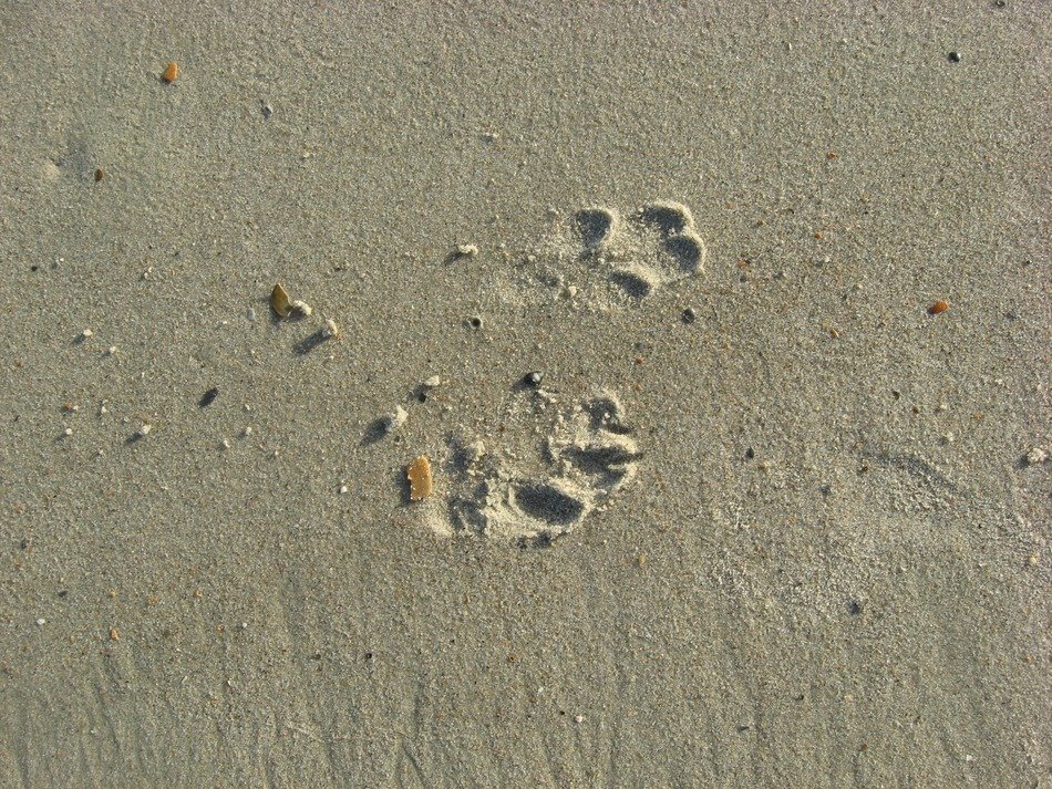 Close-up of the footprints on ocean beach
