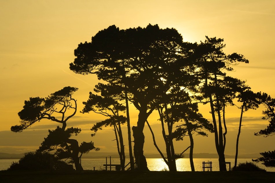 pine trees silhouetts at orange sky