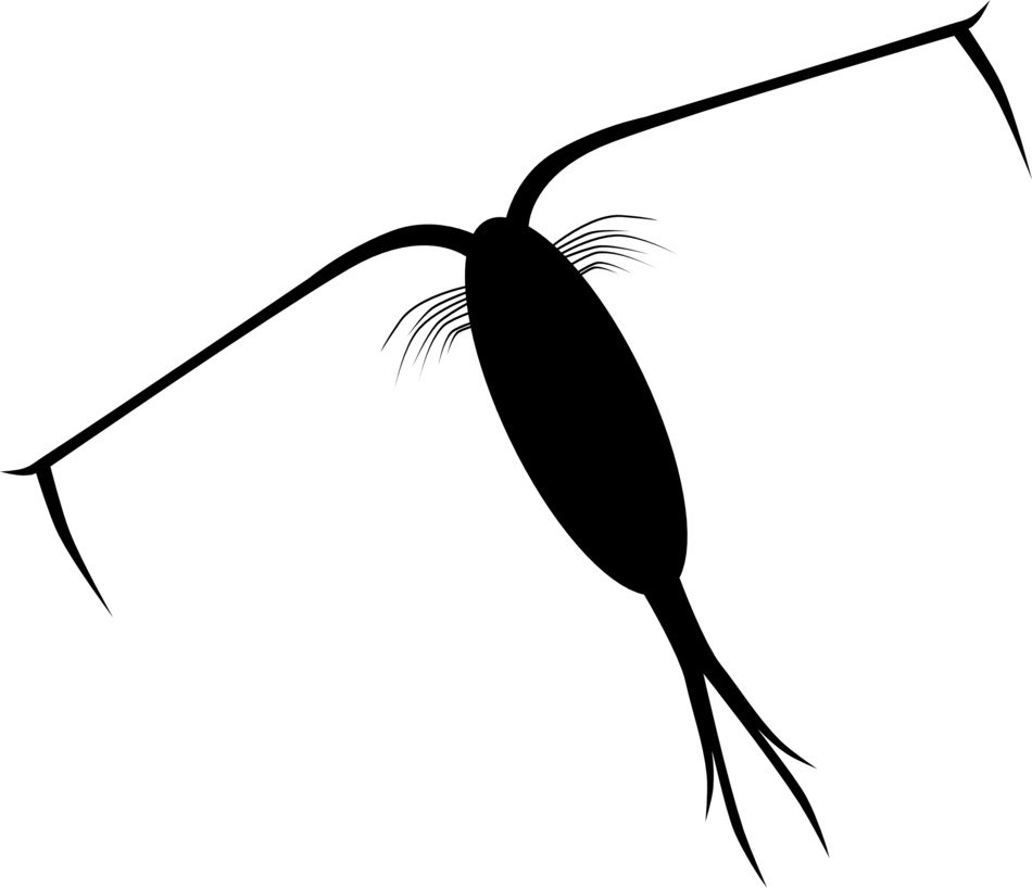 amoeba, black illustration