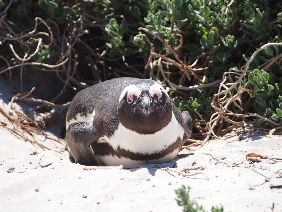 penguin on the beach in south africa