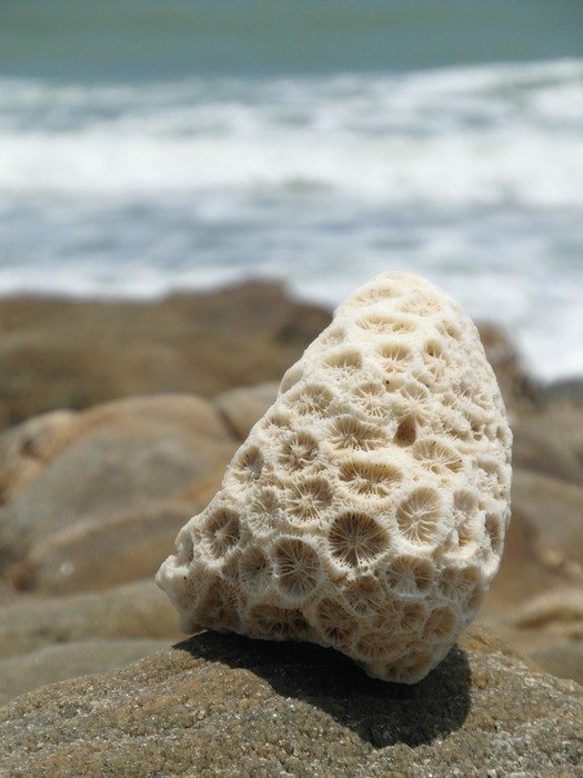 coral stone on the beach close up