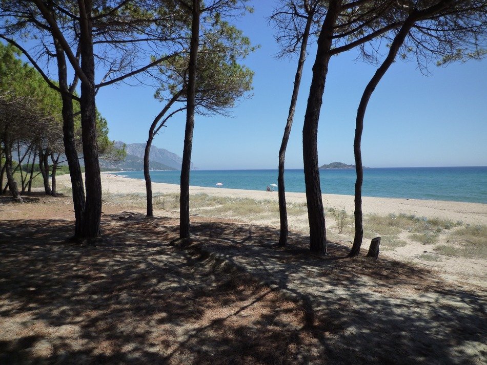 beach with trees in sardinia