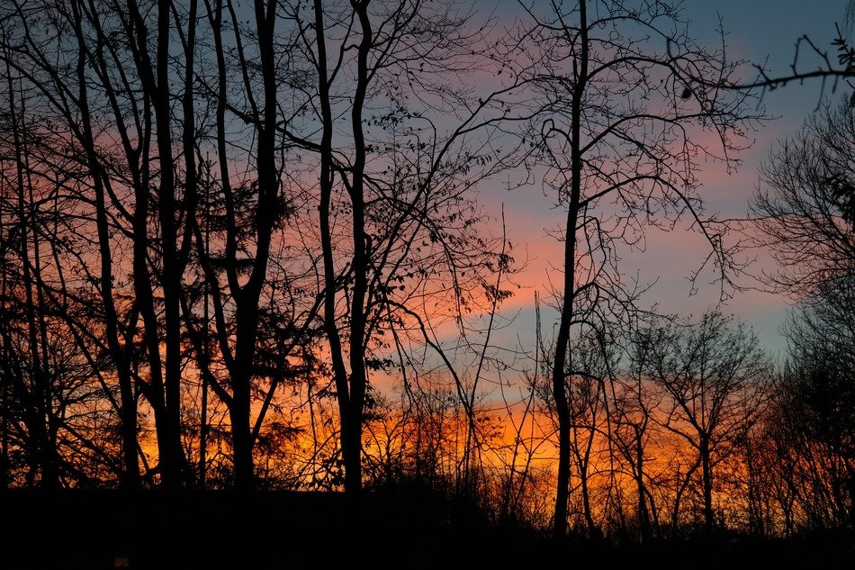 fiery sunset in the forest