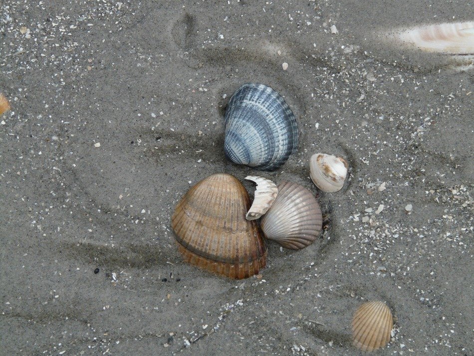 Mussels in sand