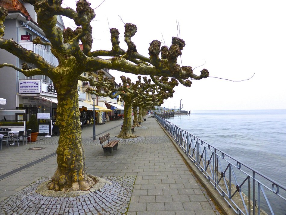Trees on the seaside