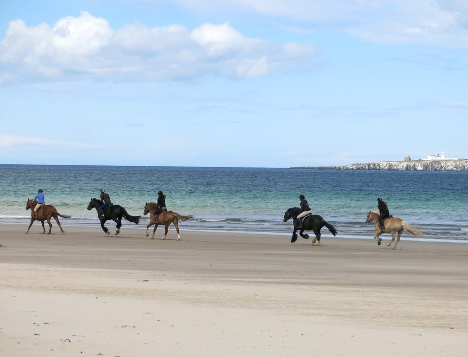horses near the water on the beach