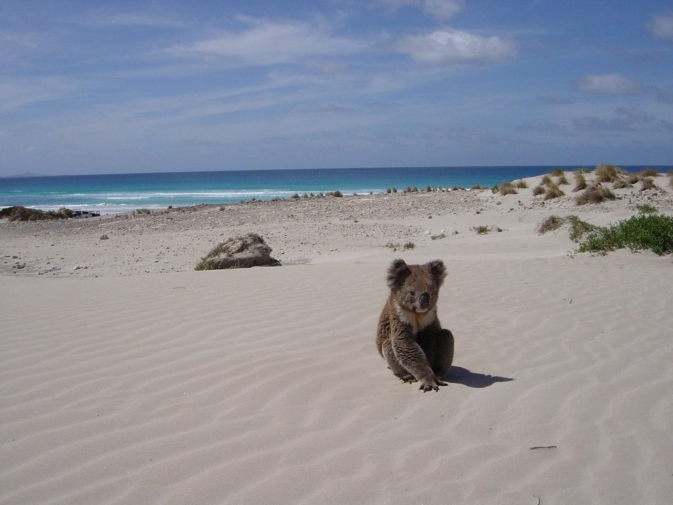 koala on the sandy beach at Sleaford