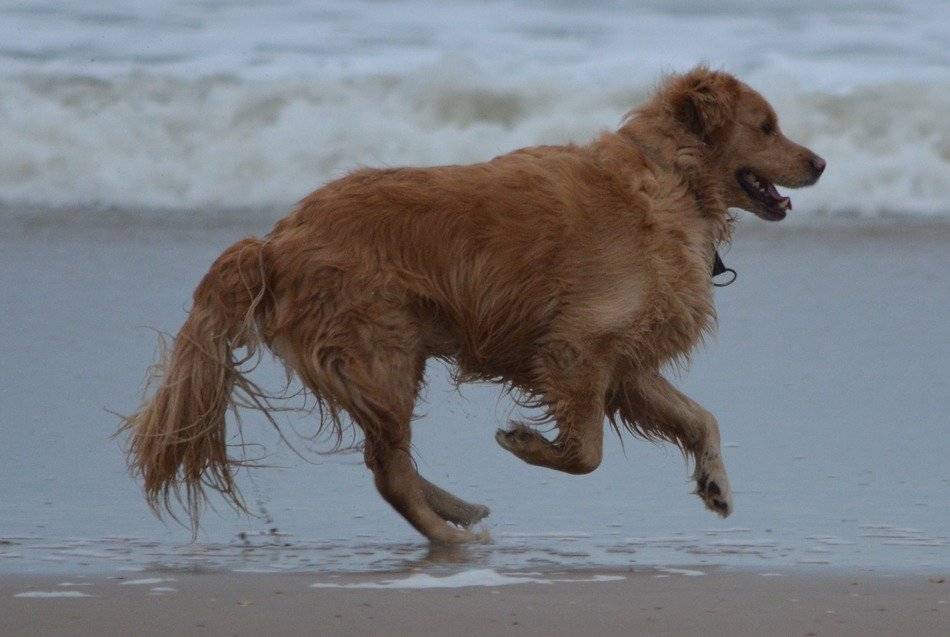 golden retriever on a sandy beach