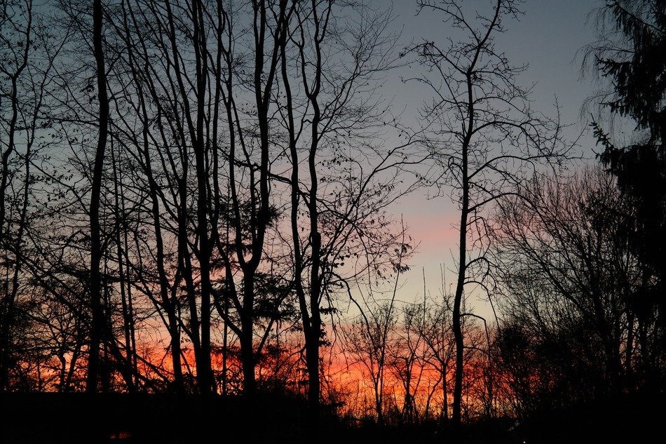 dark wood on a background of scarlet sunset