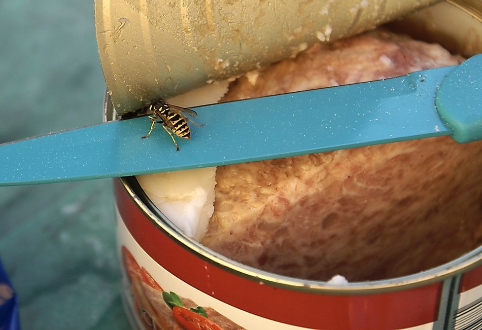 Insect on a knife on a tin