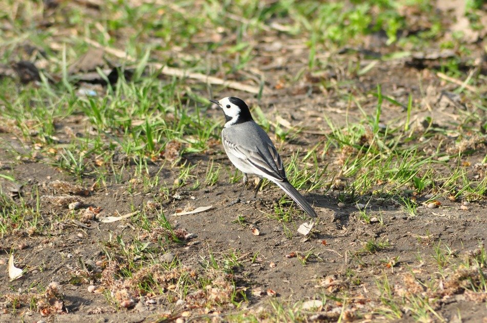 bird on earth