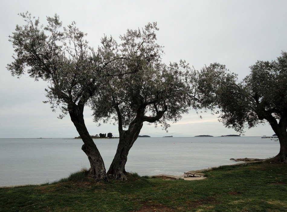 olive trees at sea, croatia, pula