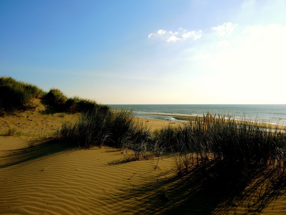 sand dunes with grass in front of beach at sunset