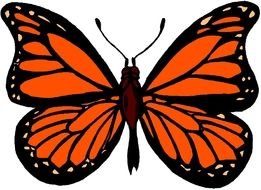 Springboard Magazine Monarchs Butterflies Information Habits And