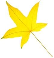 yellow leaf of maple