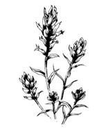 painted flowering plant on the book page