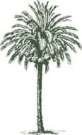 date palm pattern