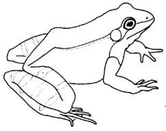 Arthurs Amphibian Page 1