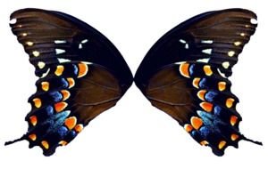 dark butterfly with colorful spots