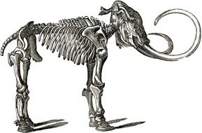 skeleton of a dinosaur as a graphic image