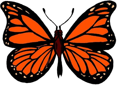 Springboard Magazine Monarchs Butterflies Information Habits And