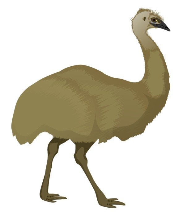 ostrich as a picture for clipart