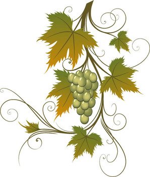 Grape Vine Vector Ai Format