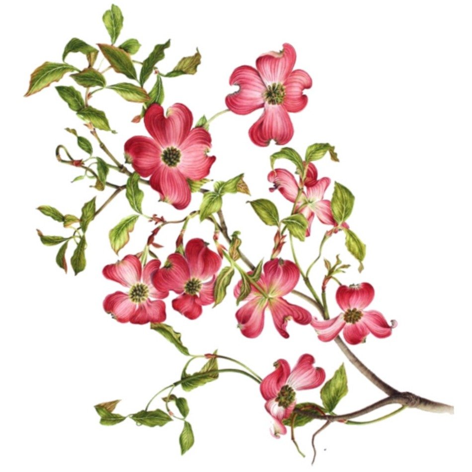 drawing of a branch with green leaves and pink flowers