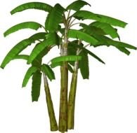 Graphics Palm Tree drawing