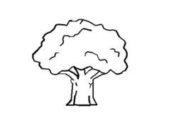 black and white oak tree