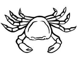 illustration of the crab