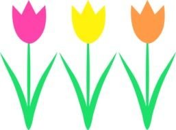 three multi-colored tulips as a graphic image