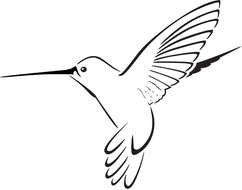 small Hummingbird drawing