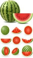 melon Vector drawing