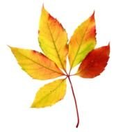 Leaf Free Borders clipart