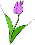 painted purple tulip