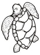drawing of Jungle Turtle