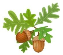 Transparent Leaves With Acorns