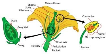 basic Flower Anatomy, drawing