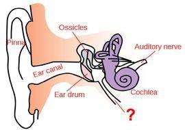 anatomical picture of the ear
