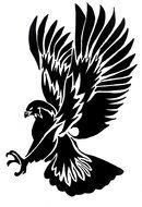 Black Hawk Bird drawing